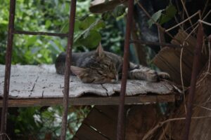 Photo Sleeping position