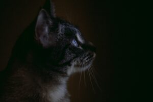 Photo Mysterious gaze
