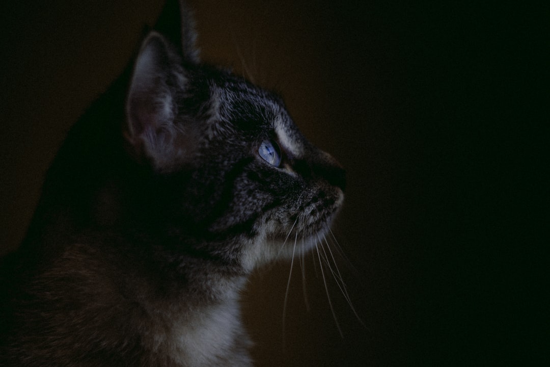 Photo Mysterious gaze