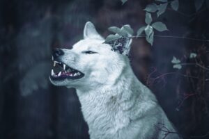 Photo Wolf spirit