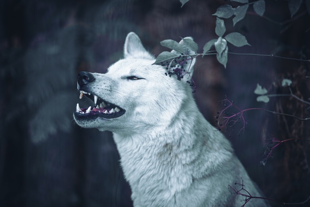 Photo Wolf spirit
