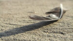 Photo Falling feathers