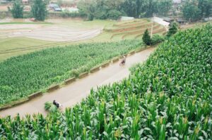 Photo ecological irrigation methods
