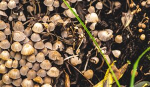 Photo compost liquid fertilization