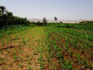 Photo agricultură fără sol