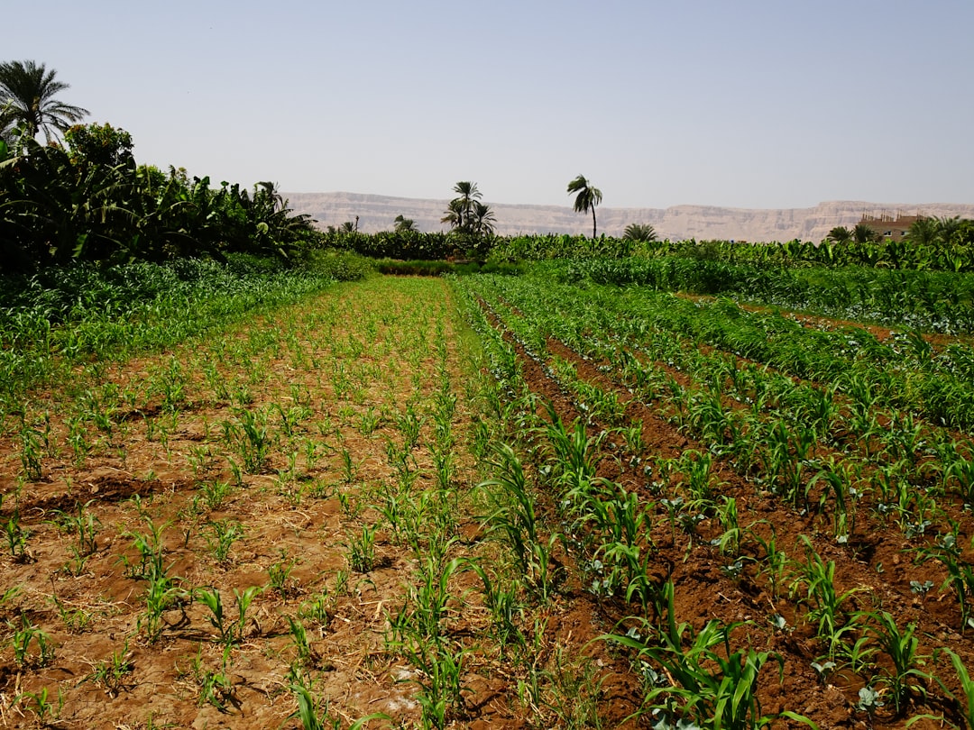 Photo agricultură fără sol