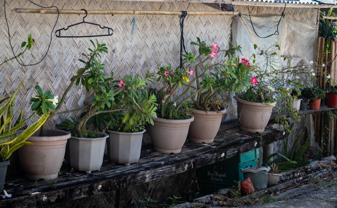 Photo grow tropical vegetables at home