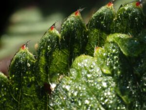 Photo hydroponic systems