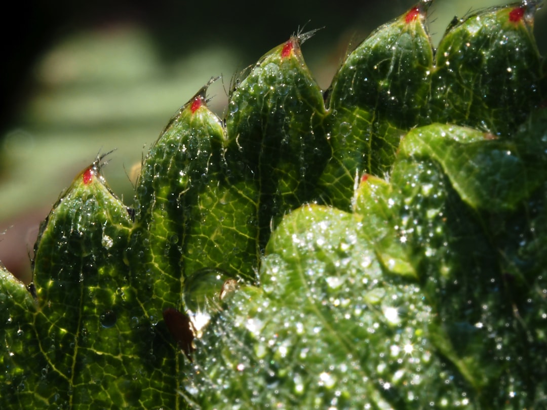 Photo hydroponic systems
