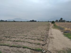 Photo irrigation plan
