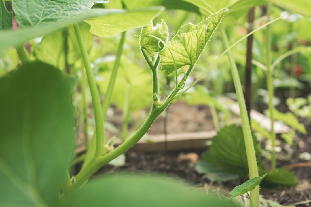 Photo grow vegetables