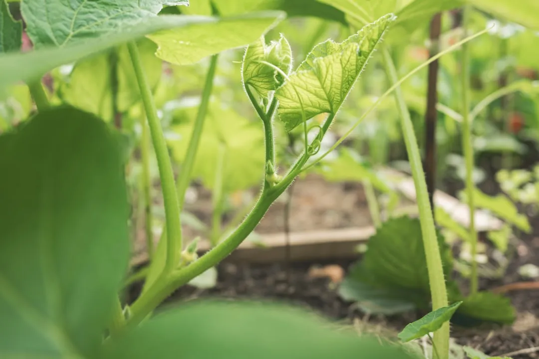 Photo grow vegetables