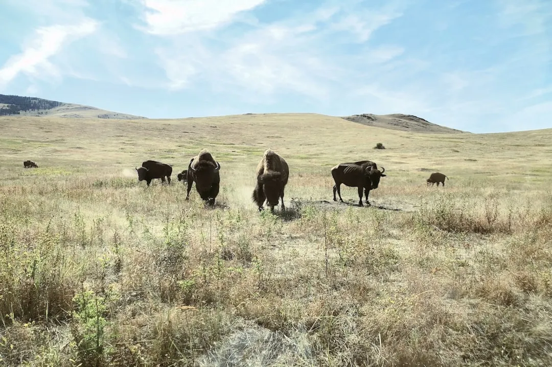 Photo protect grasslands