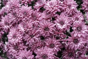 Photo perennial plants