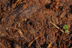 Photo monitor soil health