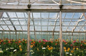 Photo plant vegetables in efficient greenhouses