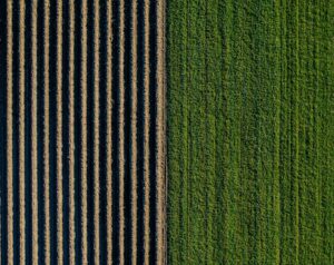 Photo agricultură verticală