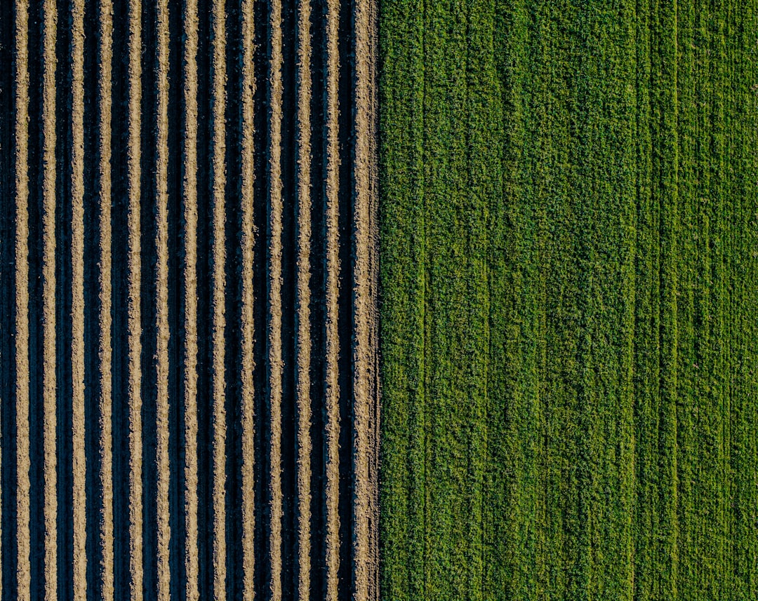 Photo agricultură verticală