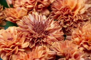 Photo perennial plants