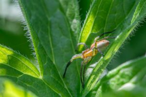Photo protect crops from harmful insects