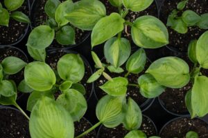 Photo Plants for soil fertility