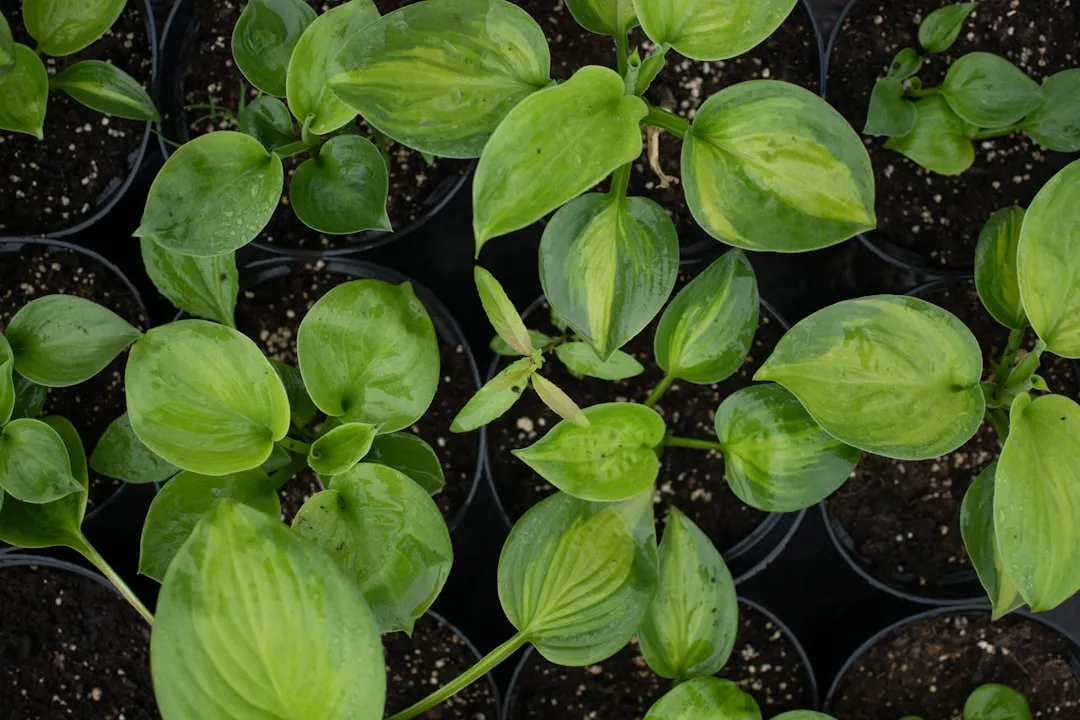 Photo Plants for soil fertility