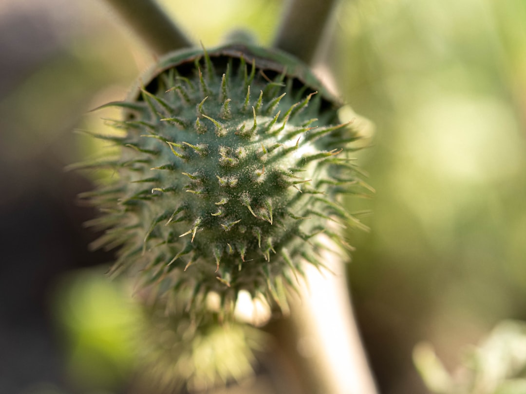 Photo medicinal plants
