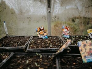 Photo planting perennial vegetables