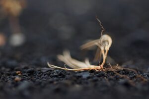 Photo semințele rezistente