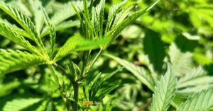 Photo beneficial weeds